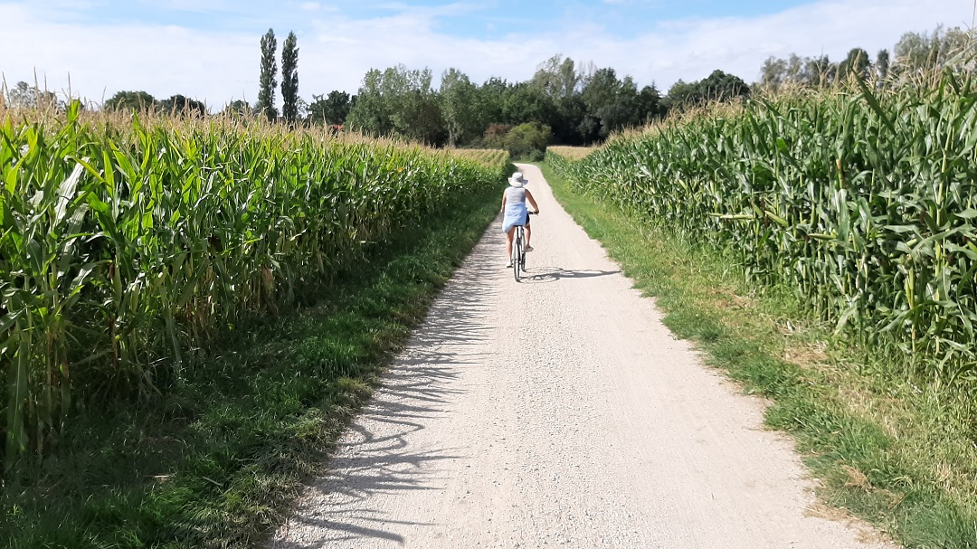 OR702-Beaugency-a-velo-champs-de-maïs